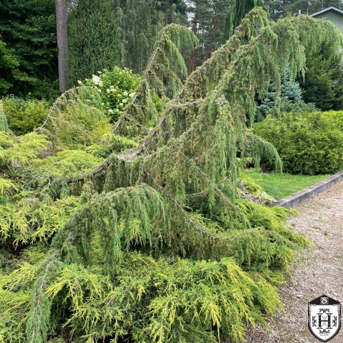 Juniperus communis 'Horstmann' - Harilik kadakas 'Horstmann' C2/2L